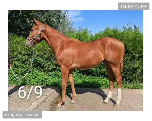 富里睡醒发现自家马场又多了一匹纯血马，账单比对手的拳头还狠